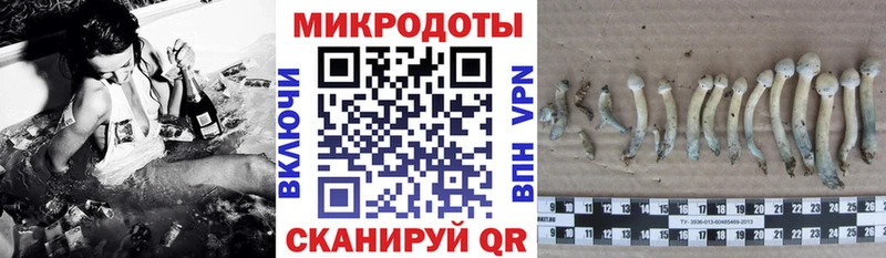 Псилоцибиновые грибы Psilocybe  Отрадное 