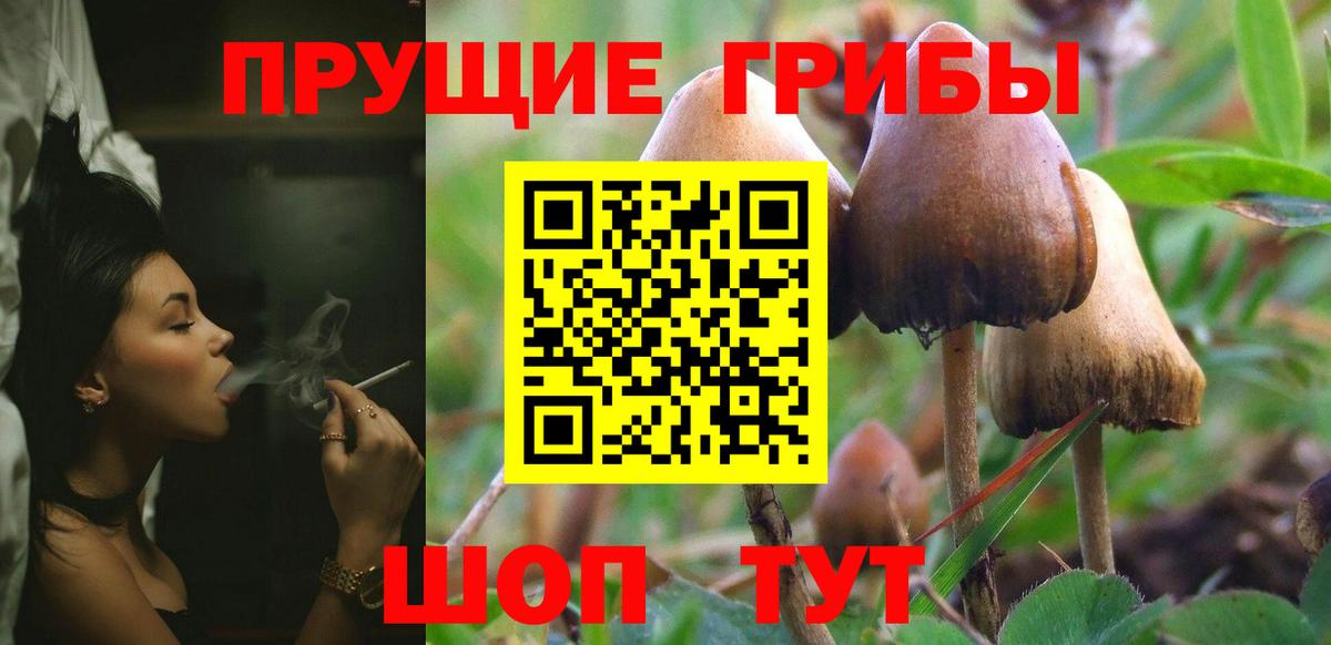 Отрадное  Псилоцибиновые грибы Psilocybe  Вход с VPN 